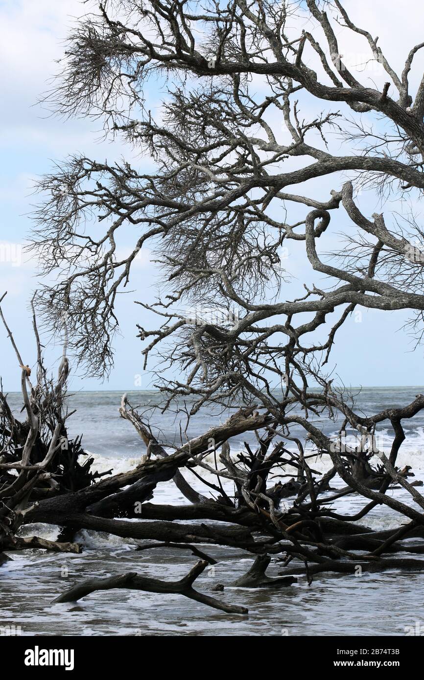 Onde che si schiantano negli alberi di Driftwood su UNA spiaggia del South Carolina Foto Stock