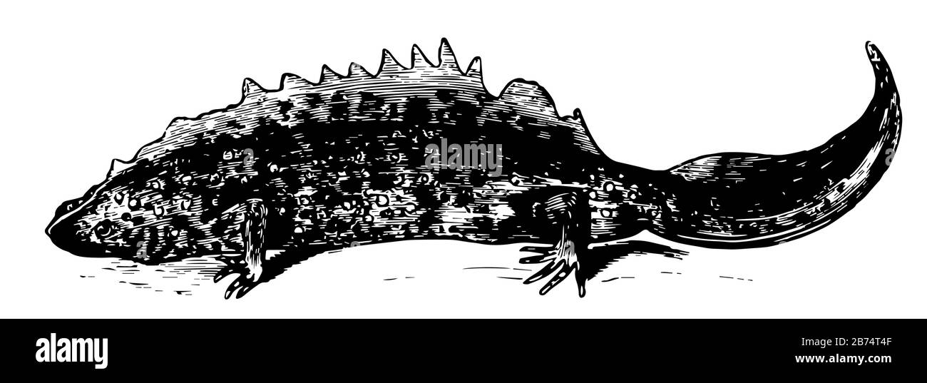 Newt è un piccolo anfibio corposo snello con polmoni e una coda ben sviluppata, disegno linea vintage o illustrazione incisione. Illustrazione Vettoriale