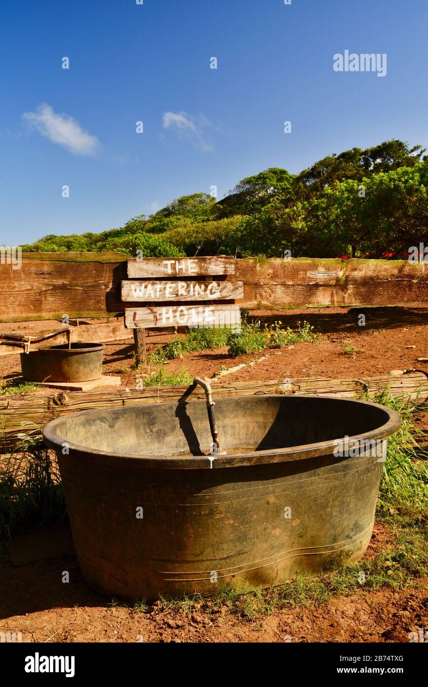 Cartello "The Watering Hole" e grande secchio d'acqua per cavalli vicino recinto e Corral, stalla, a 900 acri di gunstock Ranch, Oahu Island, Laie, Hawaii, USA Foto Stock
