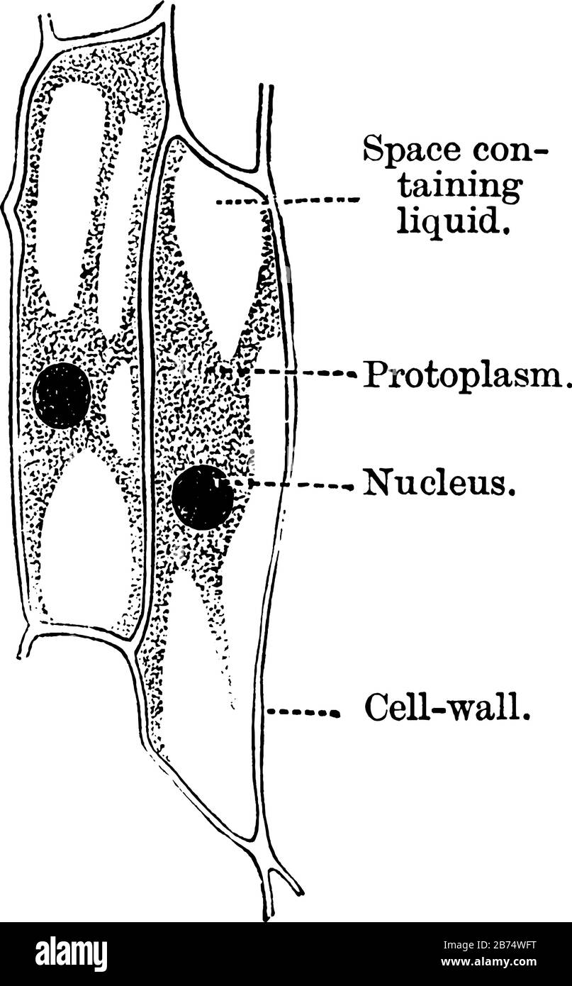 Una tipica cella vegabile in una pianta, disegno di linea vintage o illustrazione di incisione. Illustrazione Vettoriale