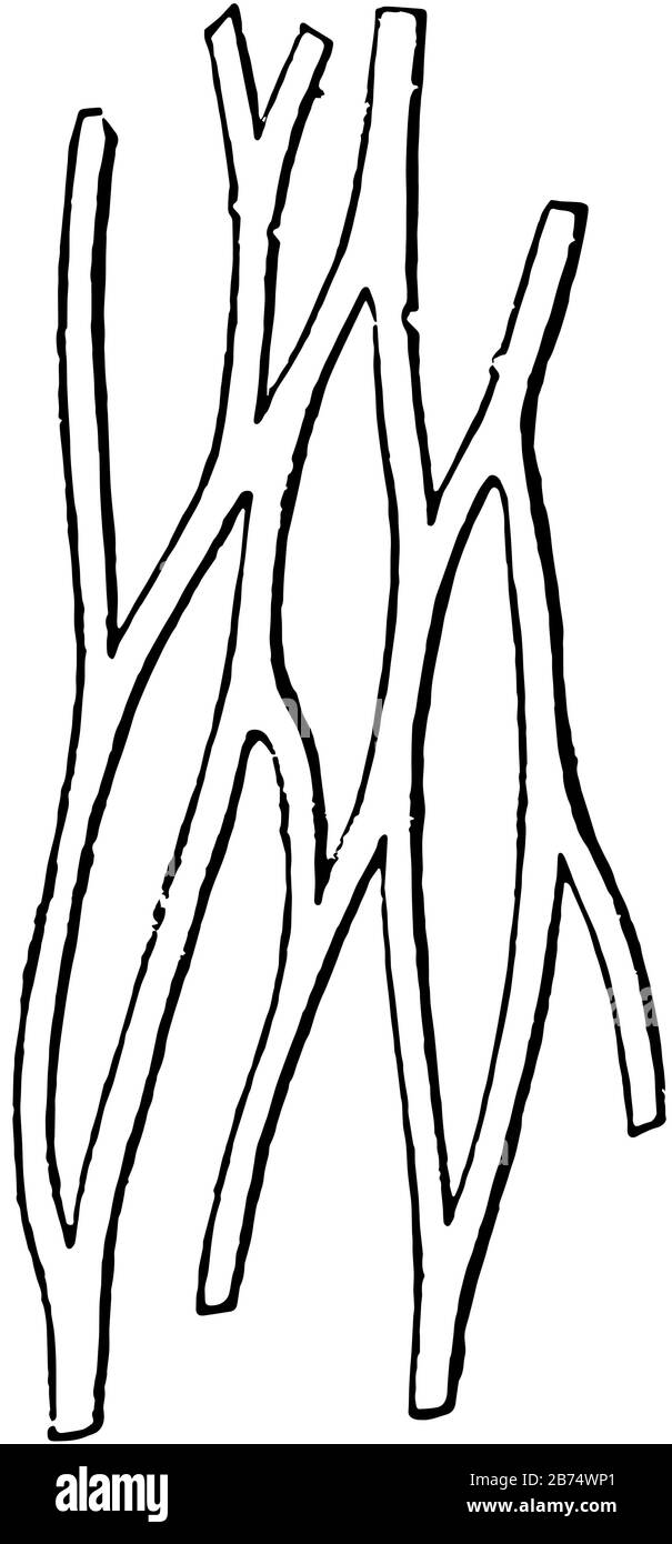 Attualmente nella produzione di fibre di tessuto connettivo ordinari di due tipi fanno la loro comparsa nella sostanza intercellulare, linea vintage drawin Illustrazione Vettoriale