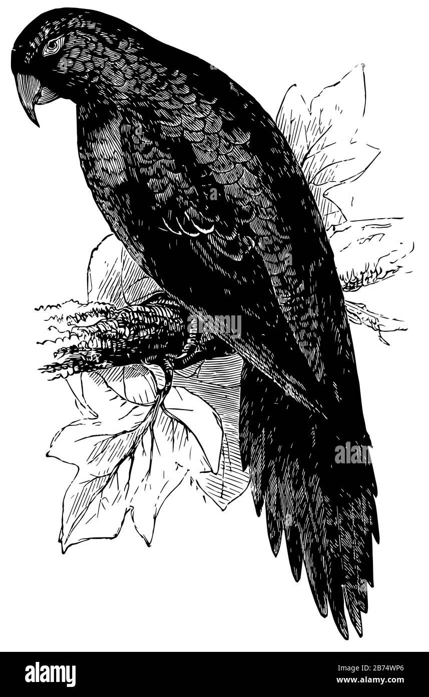 Parakeet Macaw è rinomato per i suoi poteri di imitare il discorso umano, il disegno di linea vintage o l'illustrazione dell'incisione. Illustrazione Vettoriale