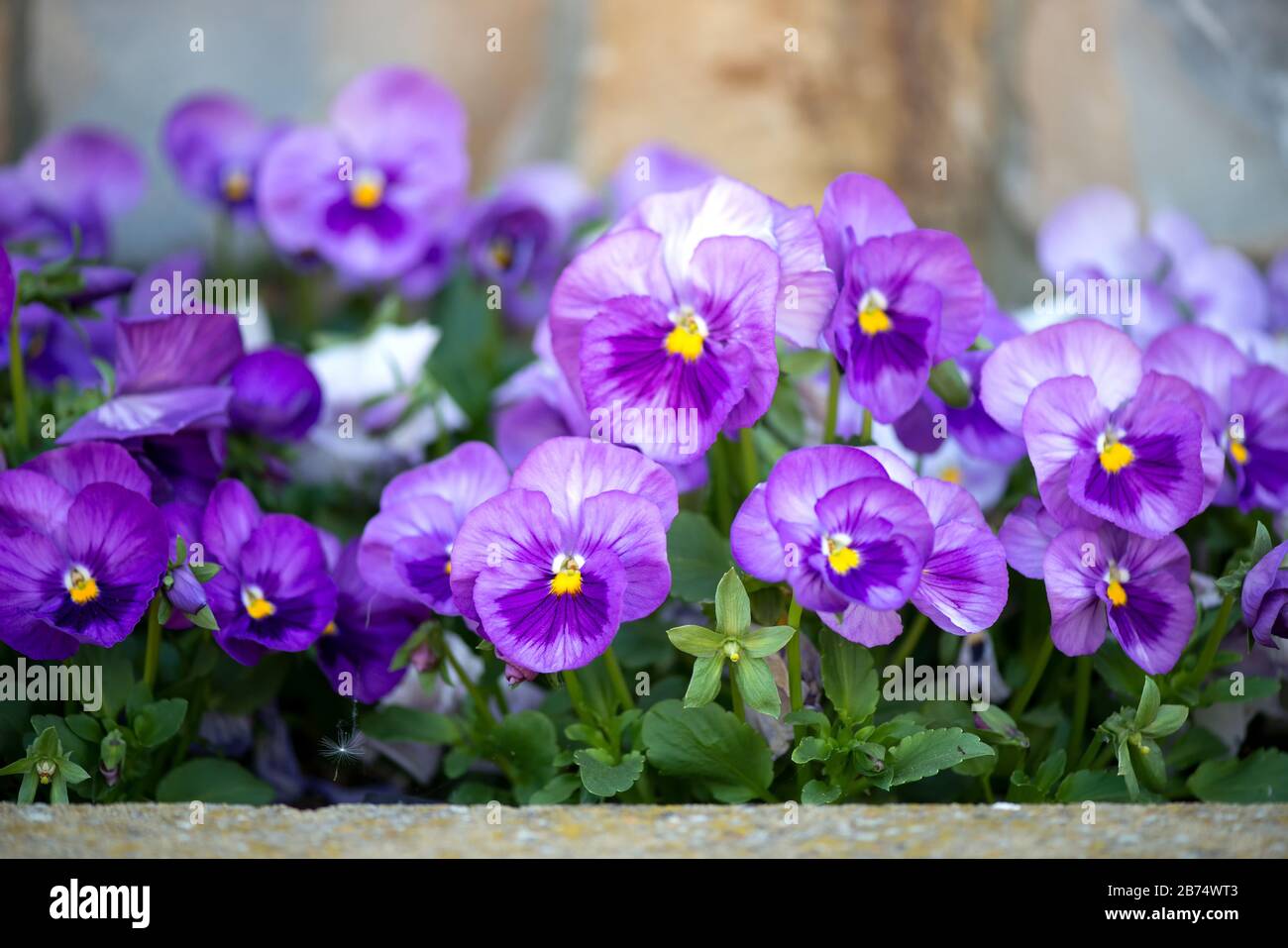 primo piano di pansy viola fiore in crescita nel giardino primaverile - fuoco selettivo Foto Stock