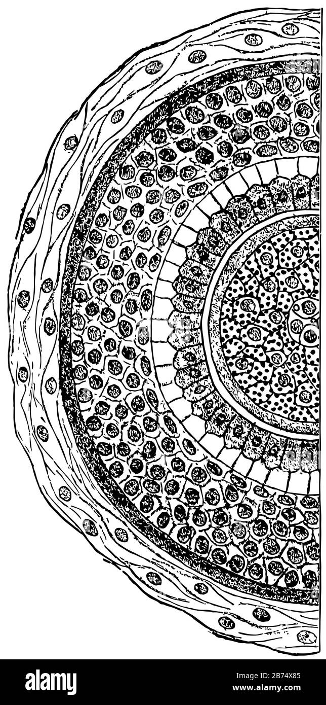 Questa illustrazione rappresenta la sezione trasversale di un capello umano, il disegno di linea vintage o l'illustrazione di incisione. Illustrazione Vettoriale