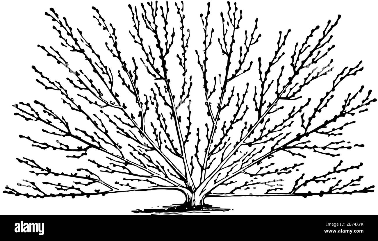 Questa illustrazione rappresenta l'addestramento Modificato del ventilatore in cui gli alberi sono attraenti produttive e producono un raccolto utile, disegno di linea di vintage o incisione Illustrazione Vettoriale