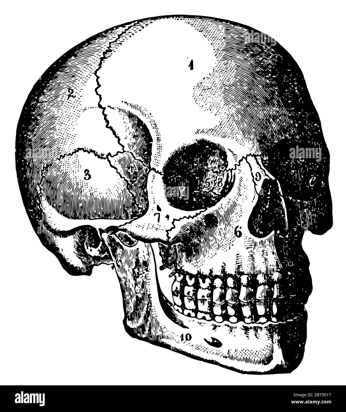 La testa è la parte del corpo che contiene il cervello e gli organi dei sensi speciali, disegno di linea vintage o illustrazione di incisione. Illustrazione Vettoriale
