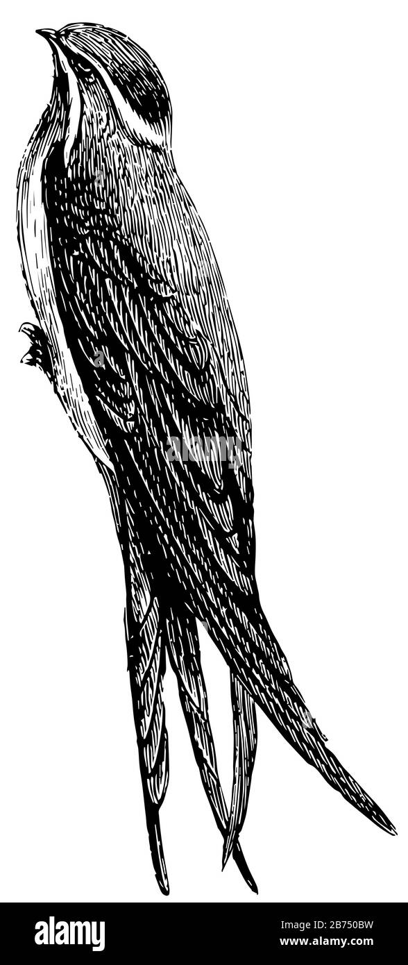 Cliff Swallow è riconosciuto dalle loro lunghe ali appuntite coda biforced, disegno linea vintage o illustrazione incisione. Illustrazione Vettoriale