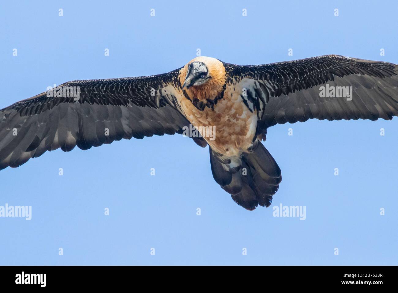 Vulture barbuto (Gipaetus barbatus), adulto in volo visto dal basso, Trentino-Alto Adige, Italia Foto Stock