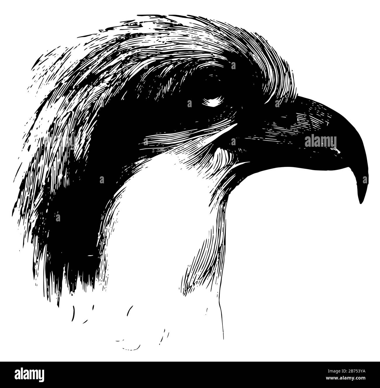 Testa di un Osprey un grande uccello di preda, disegno di linea vintage o illustrazione di incisione. Illustrazione Vettoriale