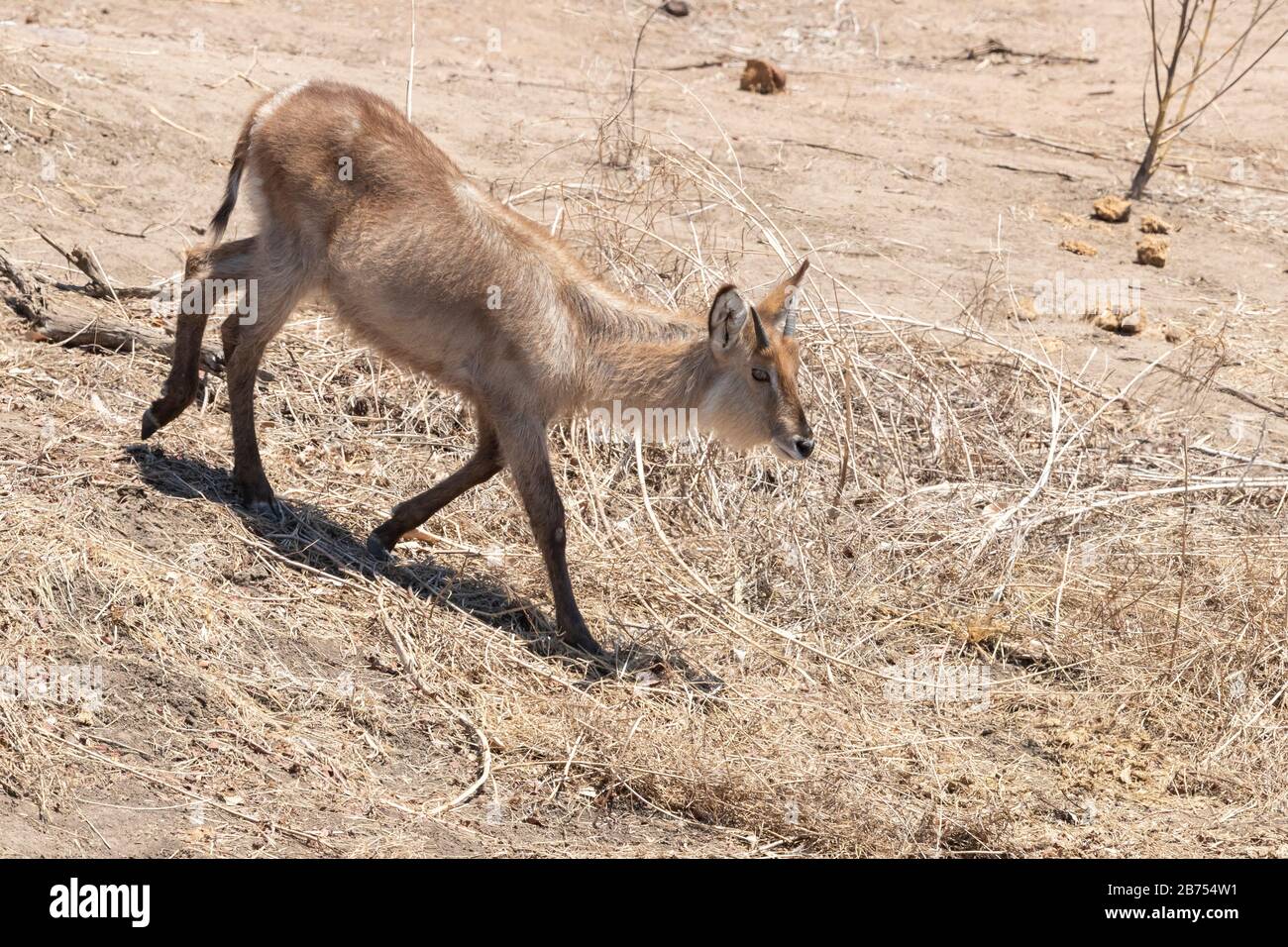Waterbuck (Kobus ellissiprymnus), vista laterale di un giovane maschio a piedi, Mpumalanga, Sudafrica Foto Stock