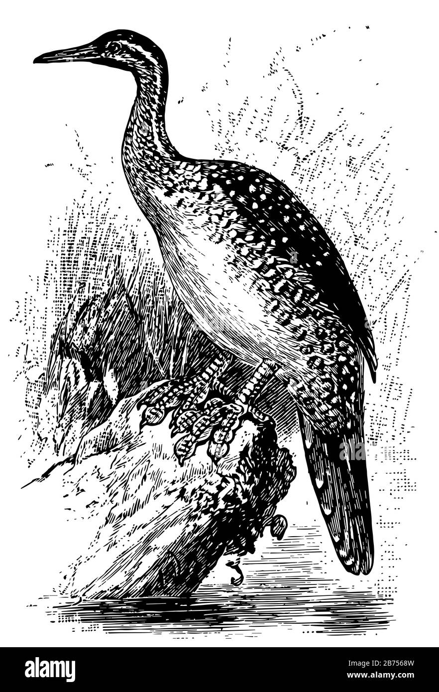 African Finfoot è un uccello acquatico della famiglia Heliornithidae, disegno di linea vintage o illustrazione di incisione. Illustrazione Vettoriale