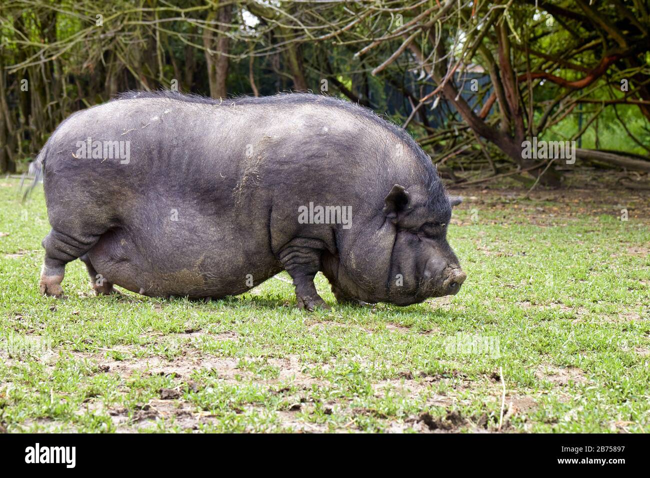 Maiale nero su un prato in estate Foto Stock