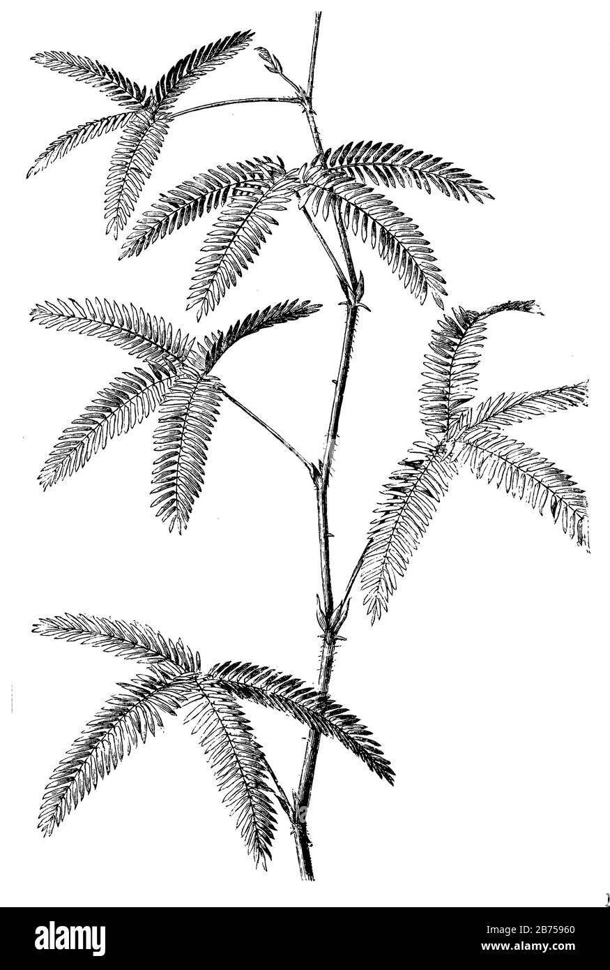 Mimosa, Piante Sensibili, Mimosa pudica (libro botanica, 1899) Foto Stock