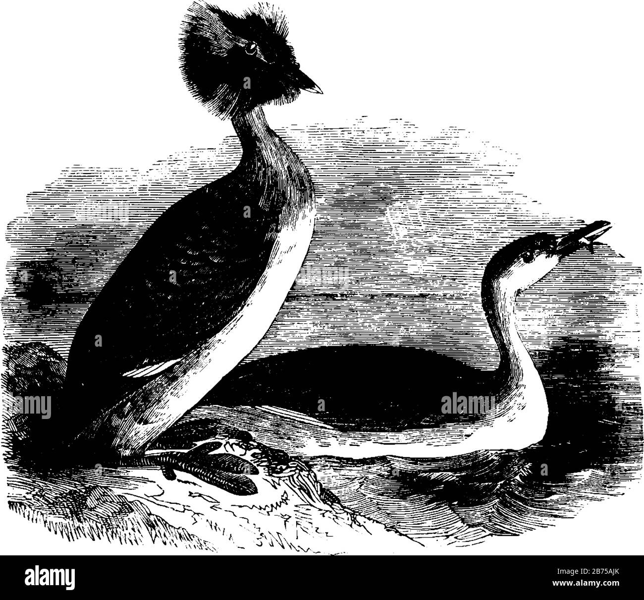 Lo Sclavonian Grebe è comune sia in Europa che in Nord America, con disegni a linee d'epoca o illustrazioni per incisioni. Illustrazione Vettoriale