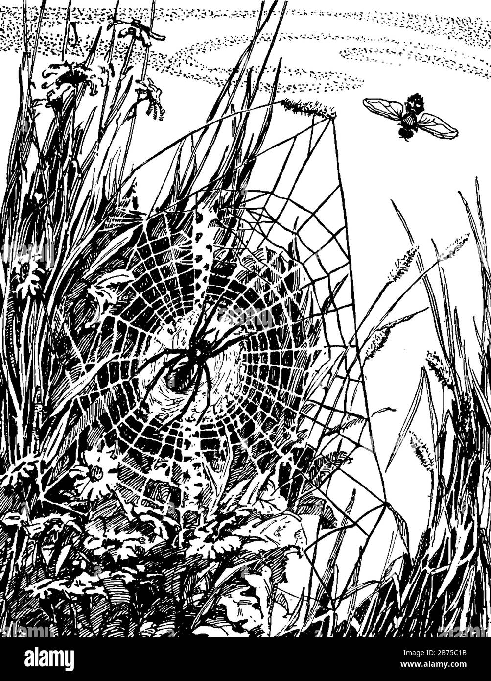 Un ragno al centro del ragnatela, disegno di linea vintage o illustrazione di incisione Illustrazione Vettoriale