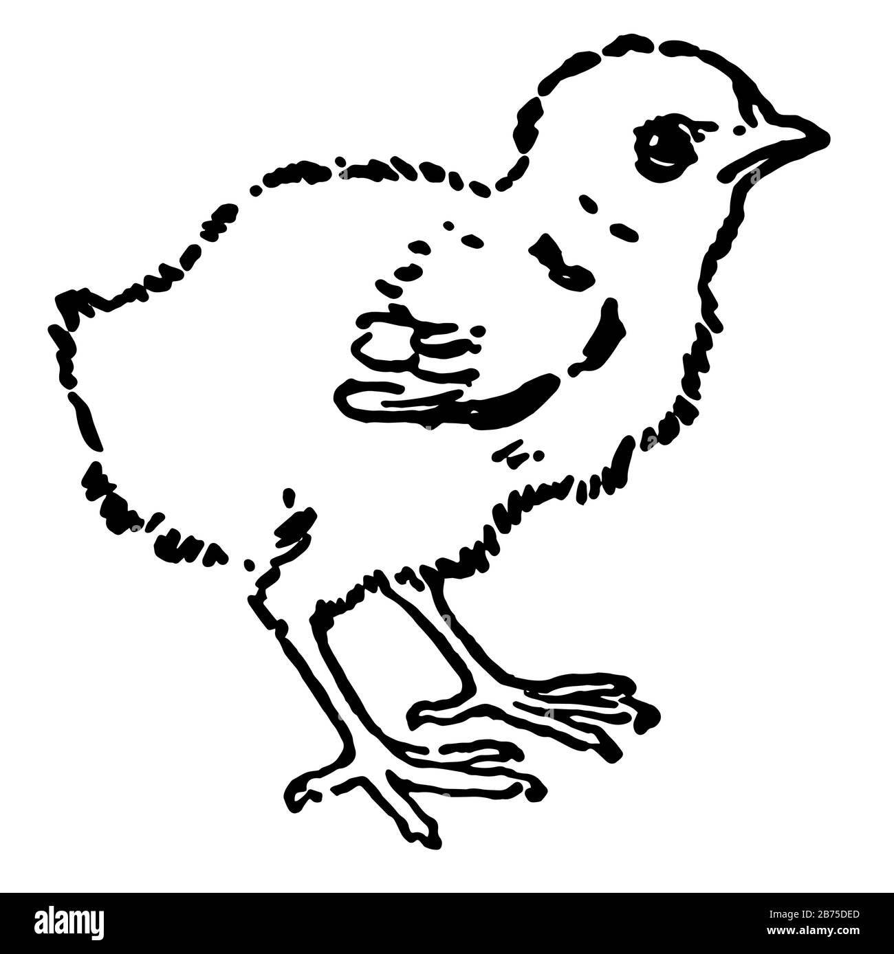 Il pulcino è uno degli animali domestici più comuni e diffusi, il disegno della linea vintage o l'illustrazione dell'incisione. Illustrazione Vettoriale