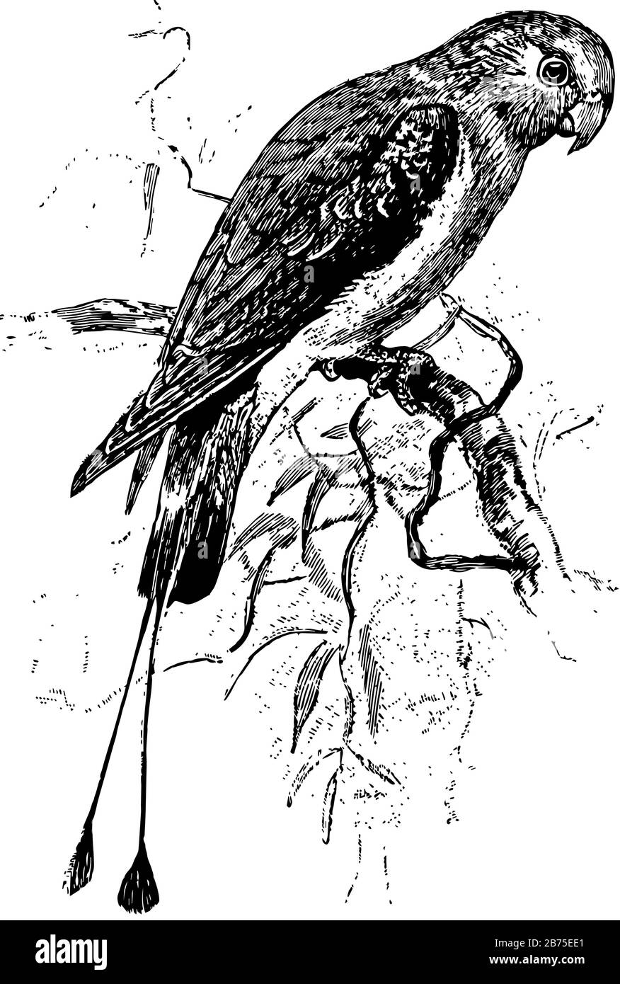 Il Parakeet Con Coda di rachet è un pappagallo di uccello con due piume a coda lunga, disegno di linea vintage o illustrazione dell'incisione. Illustrazione Vettoriale