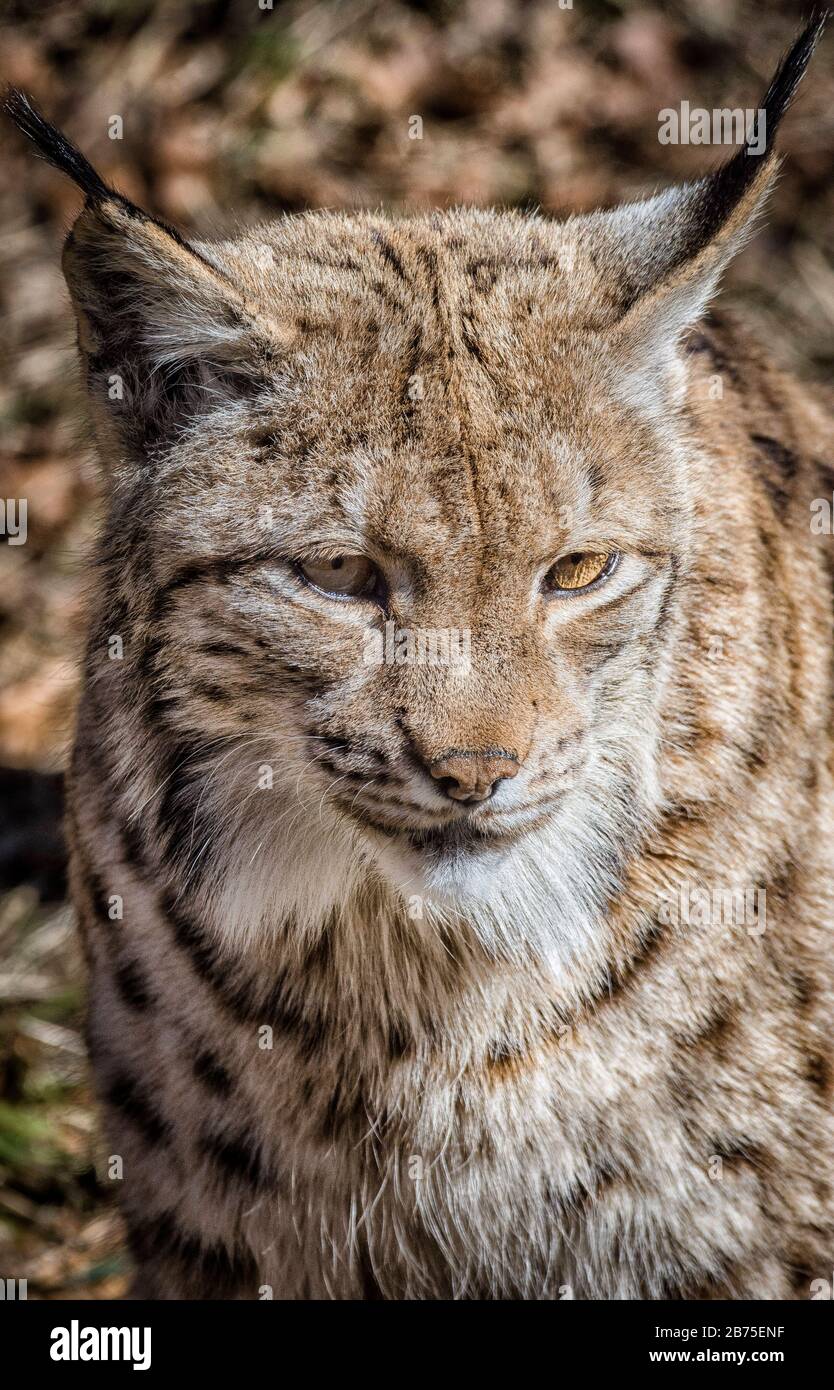 Lynx nel Parco Nazionale della Foresta Bavarese vicino Spiegelau [traduzione automatica] Foto Stock