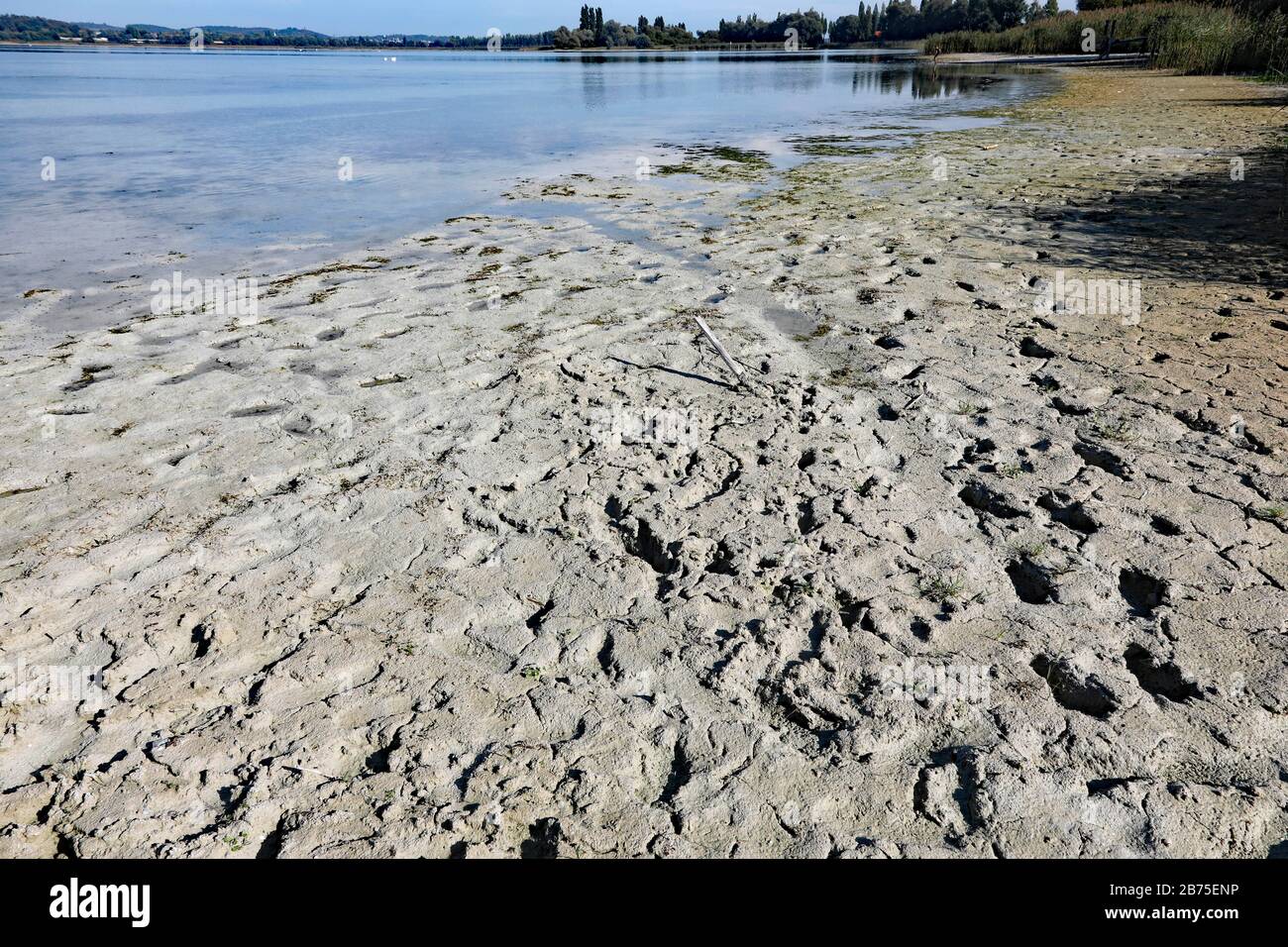 Dopo un'estate con poca pioggia, il livello dell'acqua sulla riva dell'isola di Reichenau sul lago di Costanza è sceso, il 18.09.2018. [traduzione automatica] Foto Stock