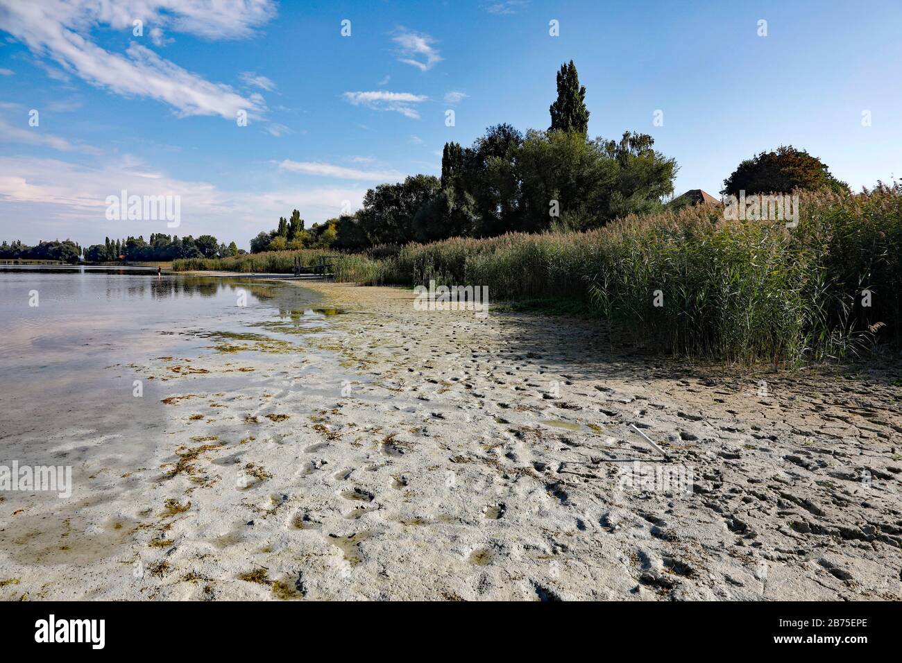 Dopo un'estate con poca pioggia, il livello dell'acqua sulla riva dell'isola di Reichenau sul lago di Costanza è sceso, il 18.09.2018. [traduzione automatica] Foto Stock