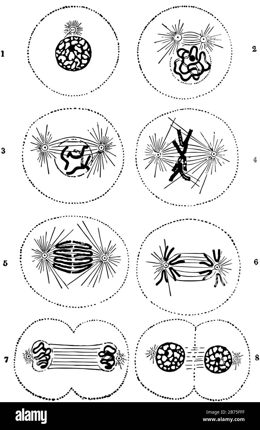 La divisione cellulare è il processo con cui una cella genitore si divide in due o più celle figlie, disegno di linee vintage o illustrazione dell'incisione. Illustrazione Vettoriale