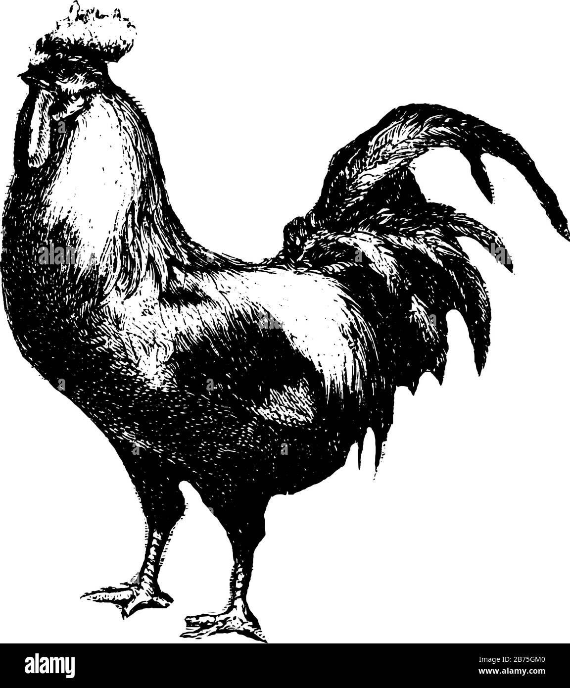 Gallo utilizzato per le loro uova e carne, vintage linea disegno o incisione illustrazione. Illustrazione Vettoriale