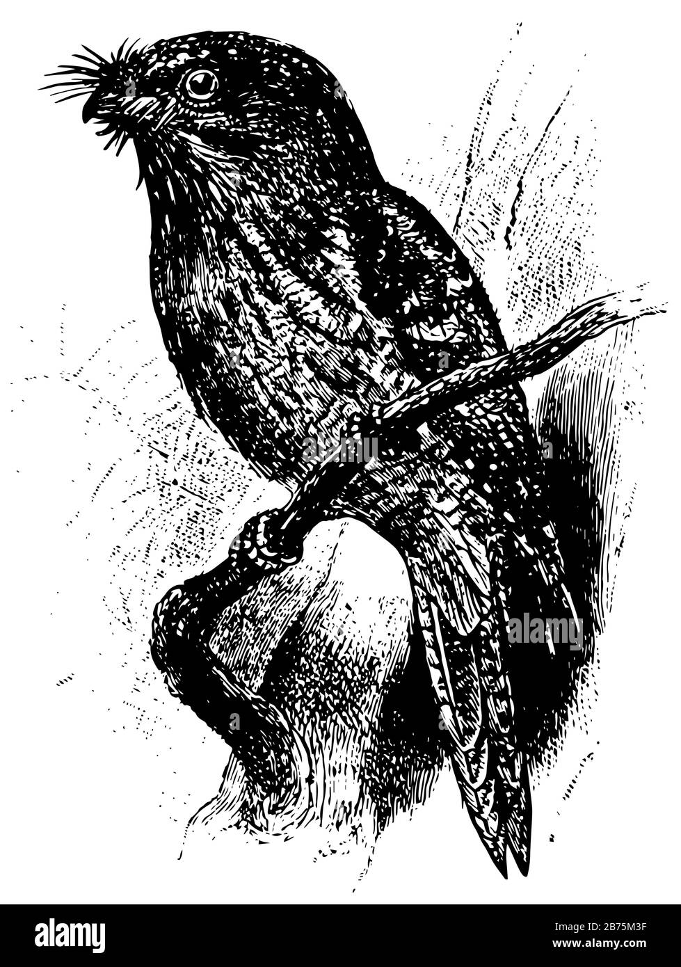 Più Maiale è un uccello appollaiato su un ramo, linea vintage disegno o incisione illustrazione. Illustrazione Vettoriale