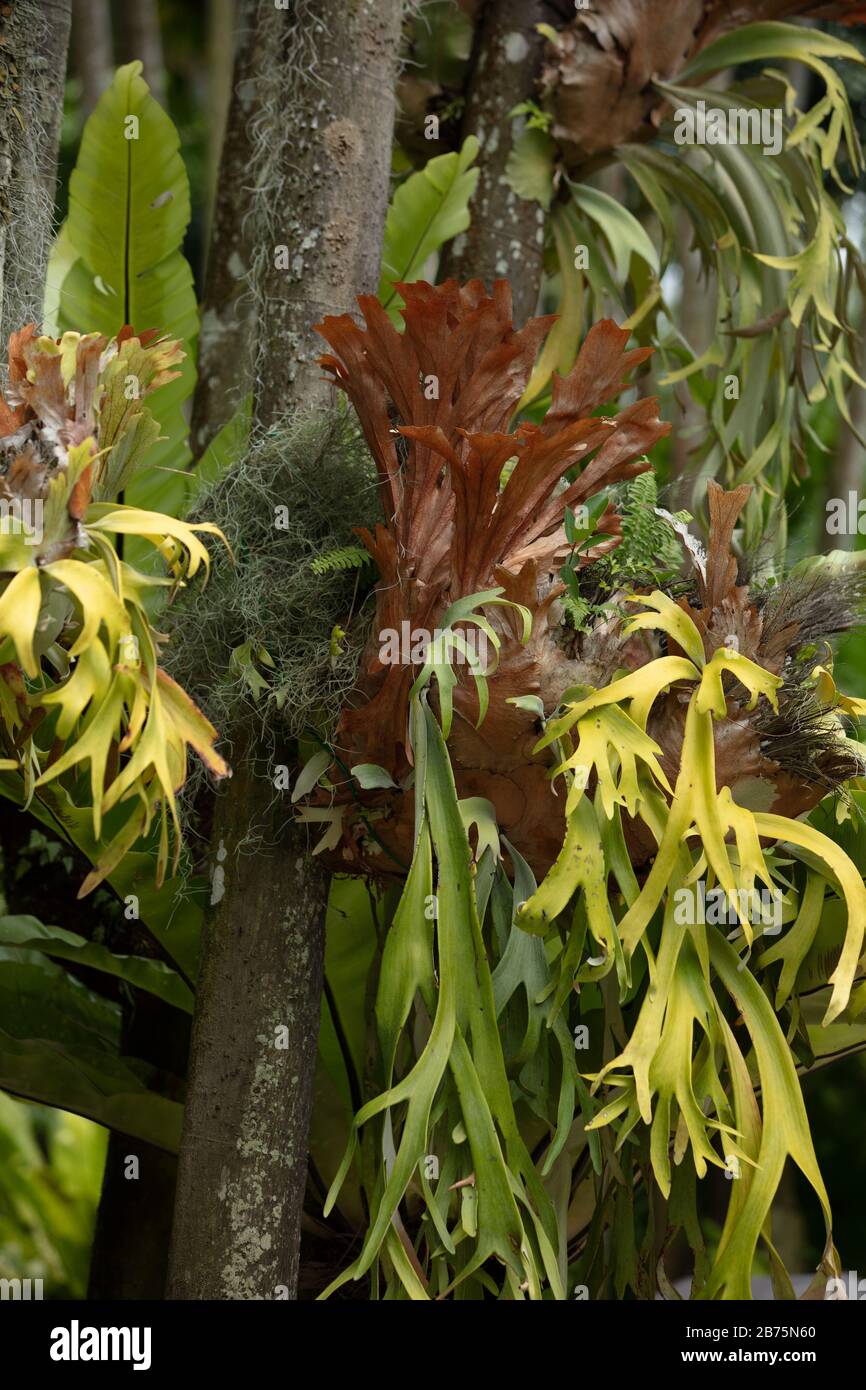 Staghorn felci visto crescere su rami di albero nel Giardino Nazionale Orchidea di Singapore. Foto Stock