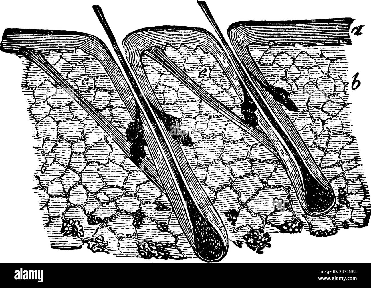 Questa illustrazione rappresenta la sezione della pelle Che Mostra I Capelli e le ghiandole Sebacee, il disegno della linea vintage o l'illustrazione dell'incisione. Illustrazione Vettoriale