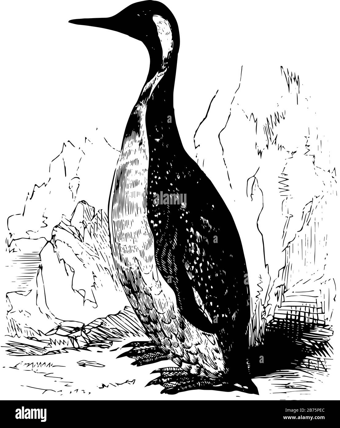 Il Re Pinguino si trova nelle latitudini meridionali del Sud America e delle isole circostanti, disegno di linee d'epoca o illustrazione dell'incisione. Illustrazione Vettoriale