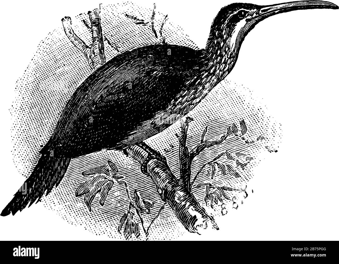 Albero Creeper uccello appollaiato su un ramo, linea vintage disegno o incisione illustrazione. Illustrazione Vettoriale