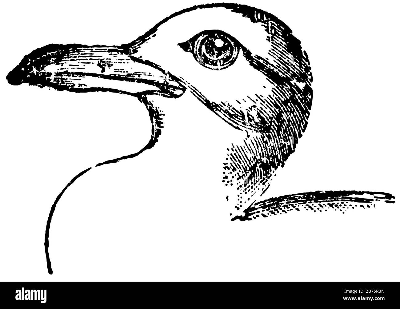 Killiwake Gull sta abitando tutte le parti del mondo, il disegno della linea d'epoca o l'illustrazione dell'incisione. Illustrazione Vettoriale