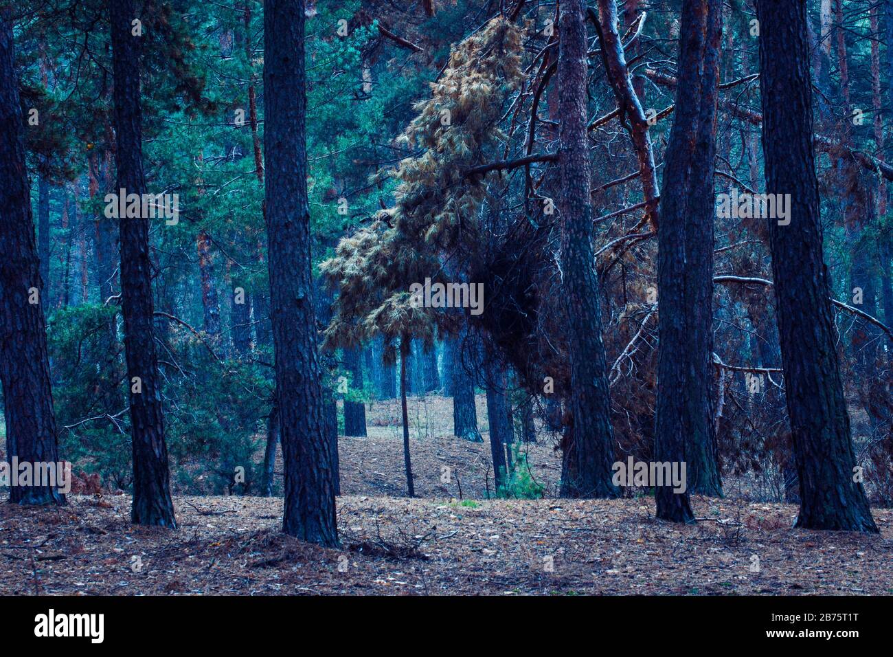 vista luminosa nella pineta di notte cime spezzate di alti alberi un'atmosfera eccitante e misteriosa Foto Stock