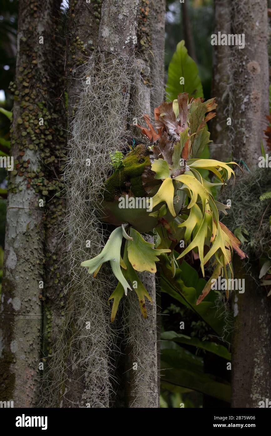 Staghorn felci visto crescere su rami di albero nel Giardino Nazionale Orchidea di Singapore. Foto Stock