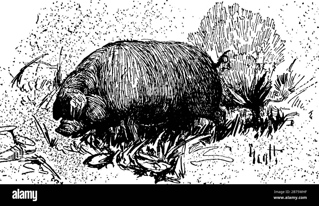 Un maiale, un disegno di linea vintage o un'illustrazione di incisione Illustrazione Vettoriale