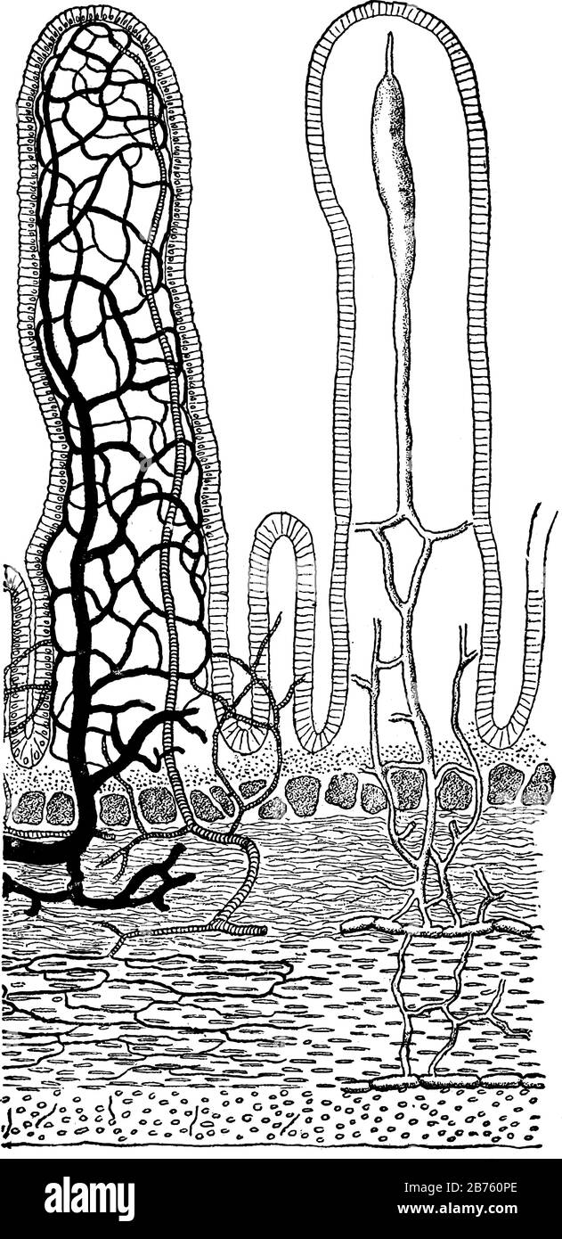 Questa illustrazione rappresenta la sezione Trasversale dell'intestino tenue, il disegno a linea vintage o l'illustrazione dell'incisione. Illustrazione Vettoriale