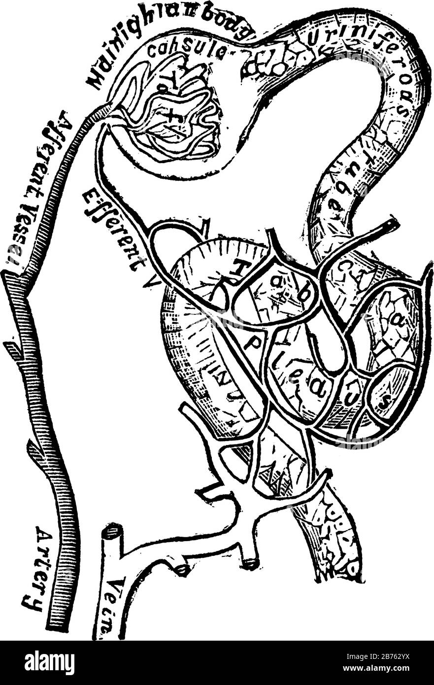 Questa illustrazione rappresenta il piano dei Vasi sanguigni Collegati ai Tubuli, il disegno della linea vintage o l'illustrazione dell'incisione. Illustrazione Vettoriale