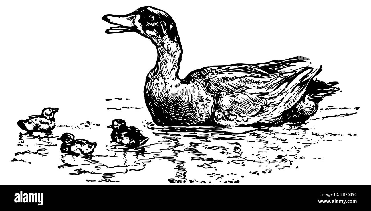 anatre disegno - 8 Anatre in fila Immagini Vettoriali Stock - Alamy