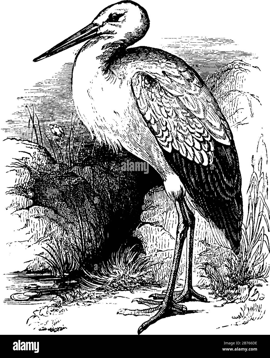 White Stork migra in Europa durante l'estate, con disegno a linee d'epoca o illustrazione di incisioni. Illustrazione Vettoriale