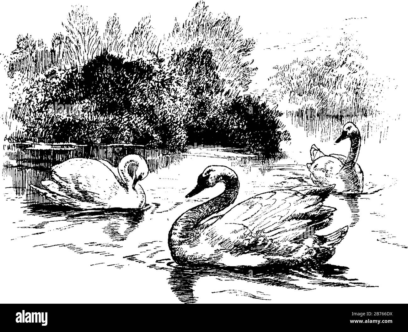 I cigni sono grandi uccelli d'acqua della famiglia Anatidae, disegno di linea vintage o illustrazione di incisione. Illustrazione Vettoriale