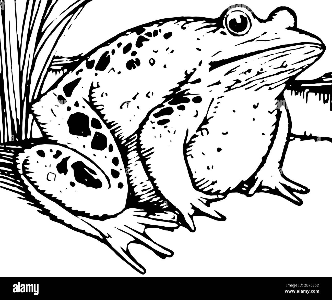 Aesop, La Frog Orgogliosa, come suggerisce il nome, questa scena mostra una grande rana, disegno linea vintage o incisione illustrazione Illustrazione Vettoriale