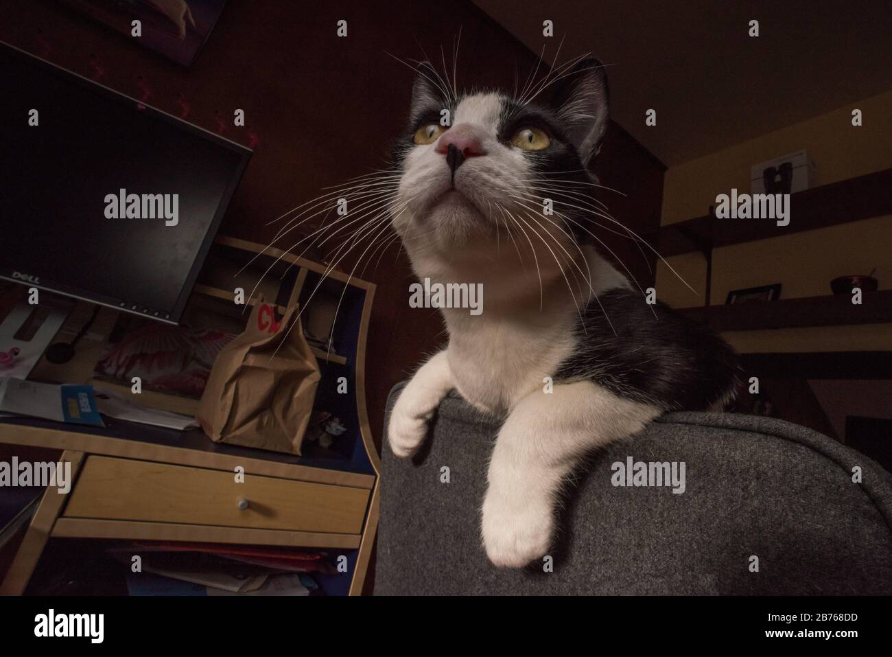 Un gatto adottato guarda sopra il suo nuovo appartamento e chiede delle delizie. Foto Stock