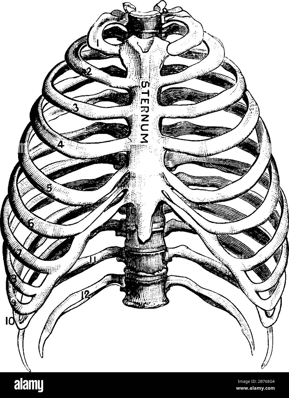 Le costole sono lunghe ossa piatte e curve che si piegano intorno al petto in qualche modo come i cerchi di un barile, disegno di linea vintage o illustrazione di incisione Illustrazione Vettoriale