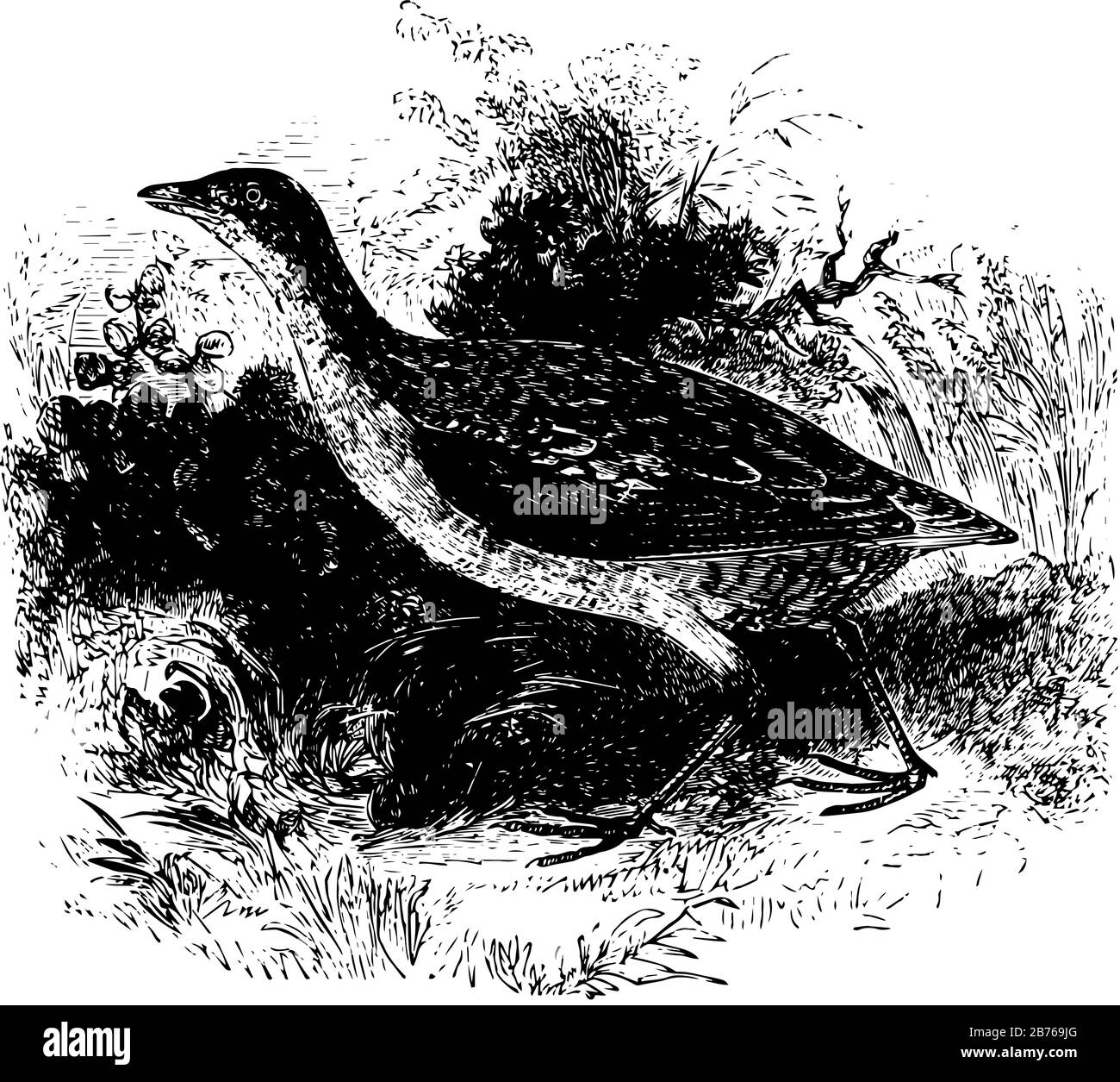 Land Rail sta generalmente abitando l'Europa, il disegno di linea vintage o l'illustrazione di incisione. Illustrazione Vettoriale