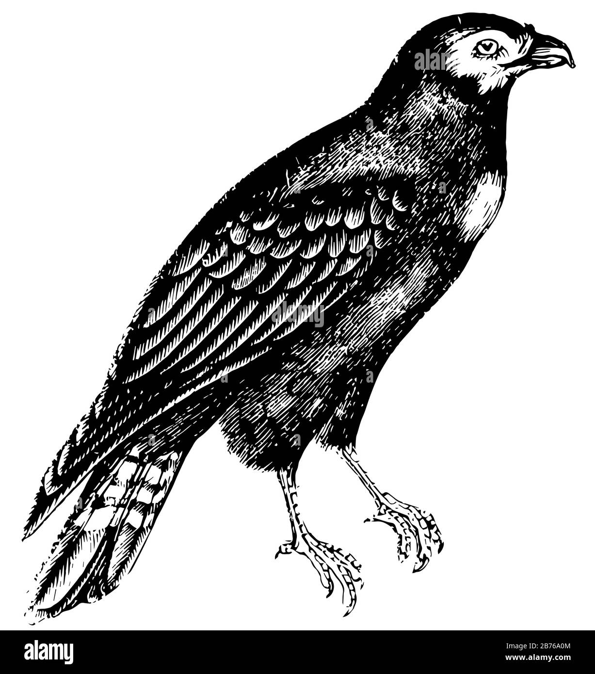 Caracara è un uccello di preda della famiglia Falconidae, disegno di linea vintage o illustrazione dell'incisione. Illustrazione Vettoriale