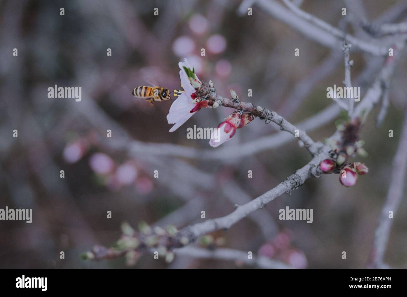 Miele ape impollinare fiori di albero di frutta in fiore durante una giornata di primavera overcast Foto Stock