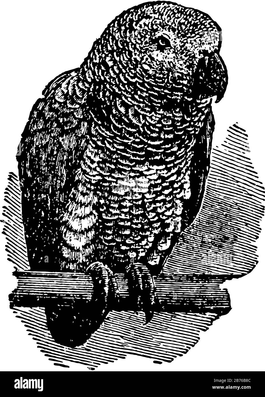 Il pappagallo grigio è il nome popolare di ogni individuo di un gruppo ben noto di uccelli, disegno di linea vintage o illustrazione di incisione. Illustrazione Vettoriale