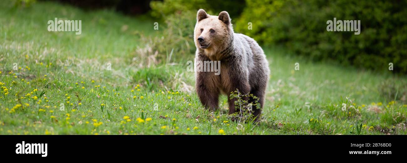 Soffice orso marrone femmina in piedi su un prato in primavera Foto Stock
