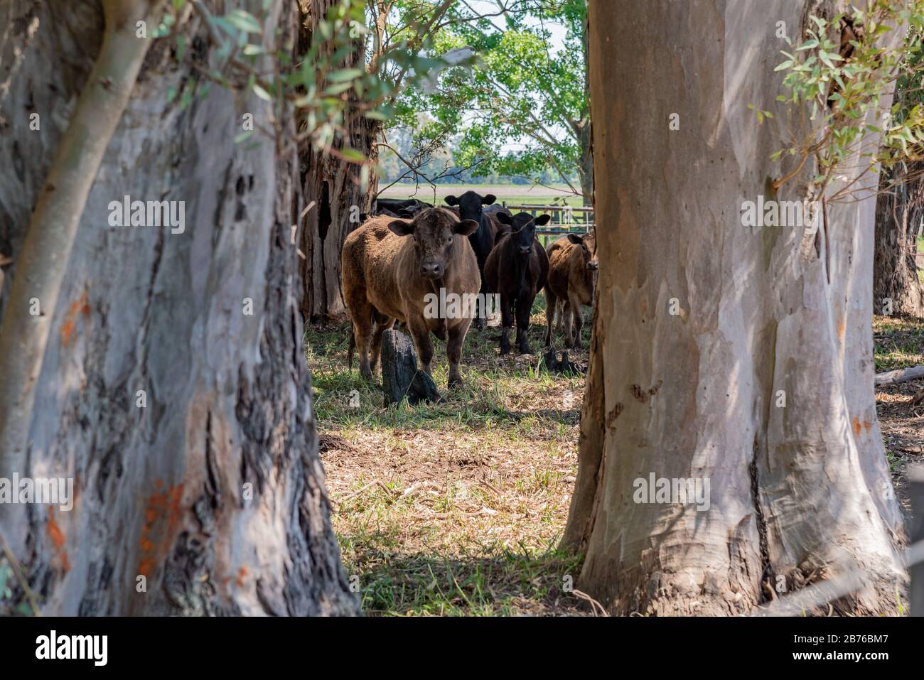 Troccia di toro un paio di alberi con mucche e calfs molto indietro Foto Stock