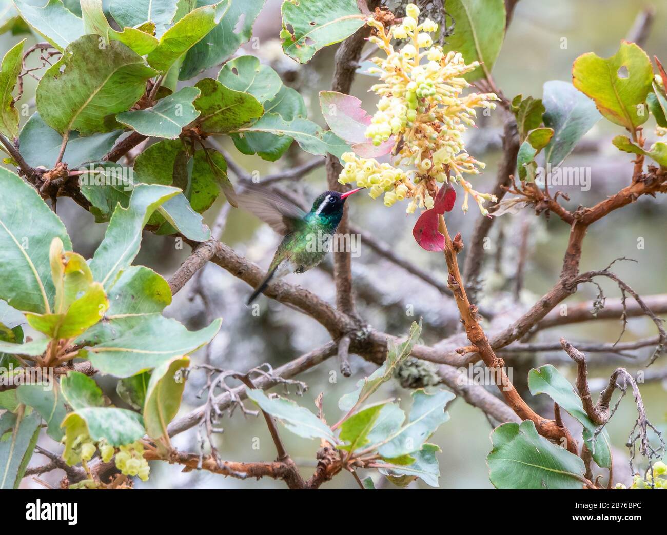 Hummingbird bianco-Earred maschio colorato (leucotis di Basilinna) con un hovering arancione luminoso del Bill mentre ottiene il Nectar da una pianta fiorente in Jalisco, Foto Stock